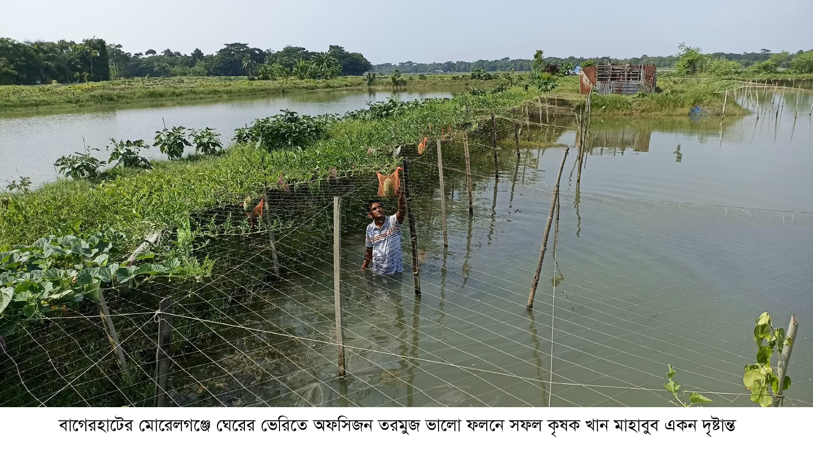মোরেলগঞ্জে ঘেরের ভেড়িতে মিষ্টিকুমড়া-তরমুজ চাষে তরুণ উদ্যোক্তা মাহাবুবের সাফল্য